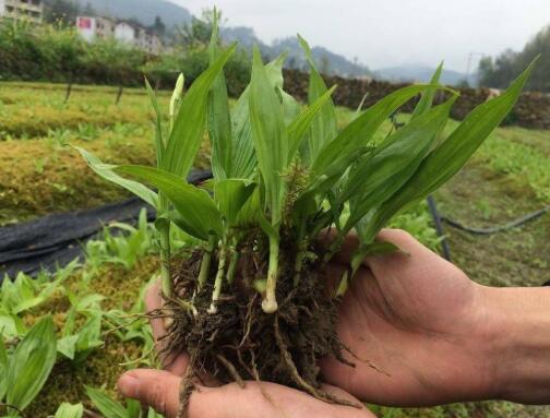 白芨种植——10分钟看完白芨的种植方法