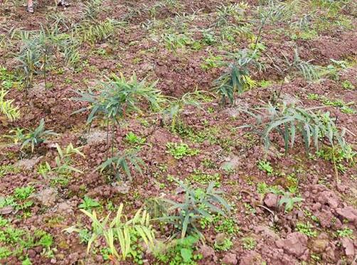 白芨种植——10分钟看完白芨的种植方法